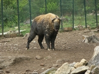 bhutan